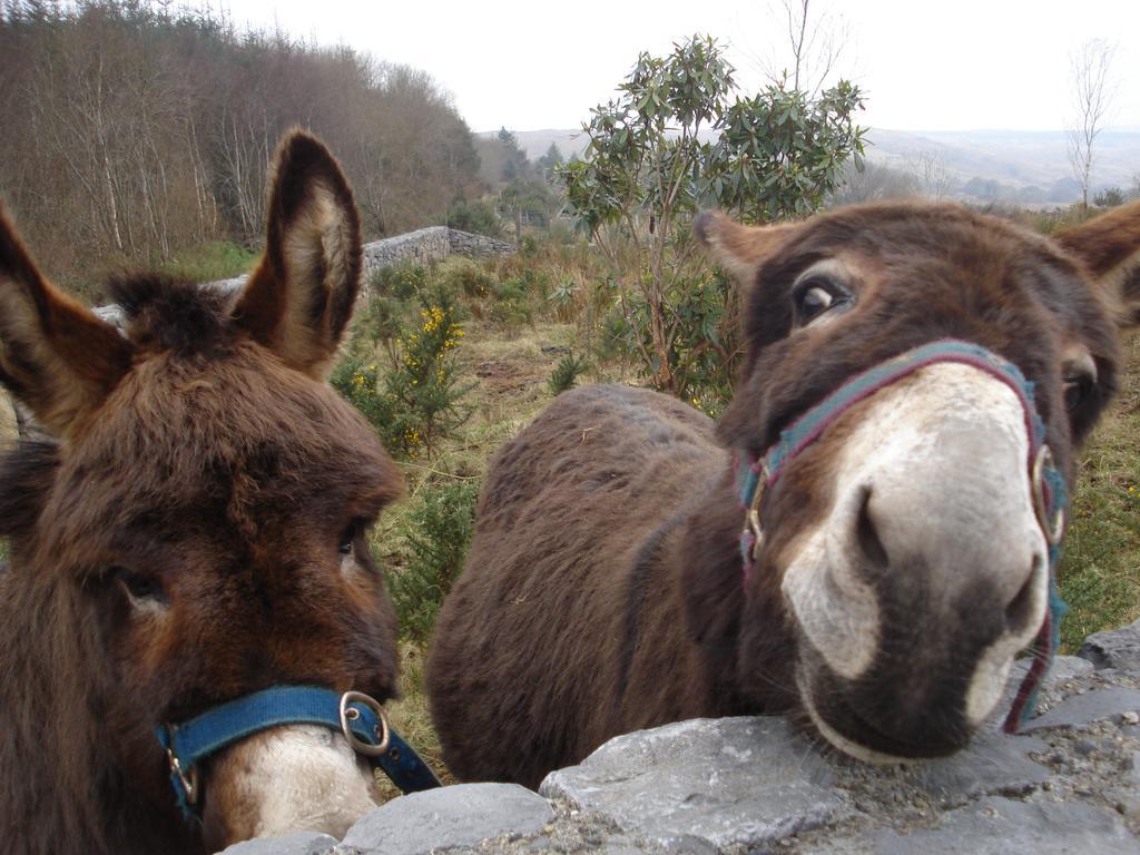 Tullaleagan Guesthouse Oughterard Esterno foto