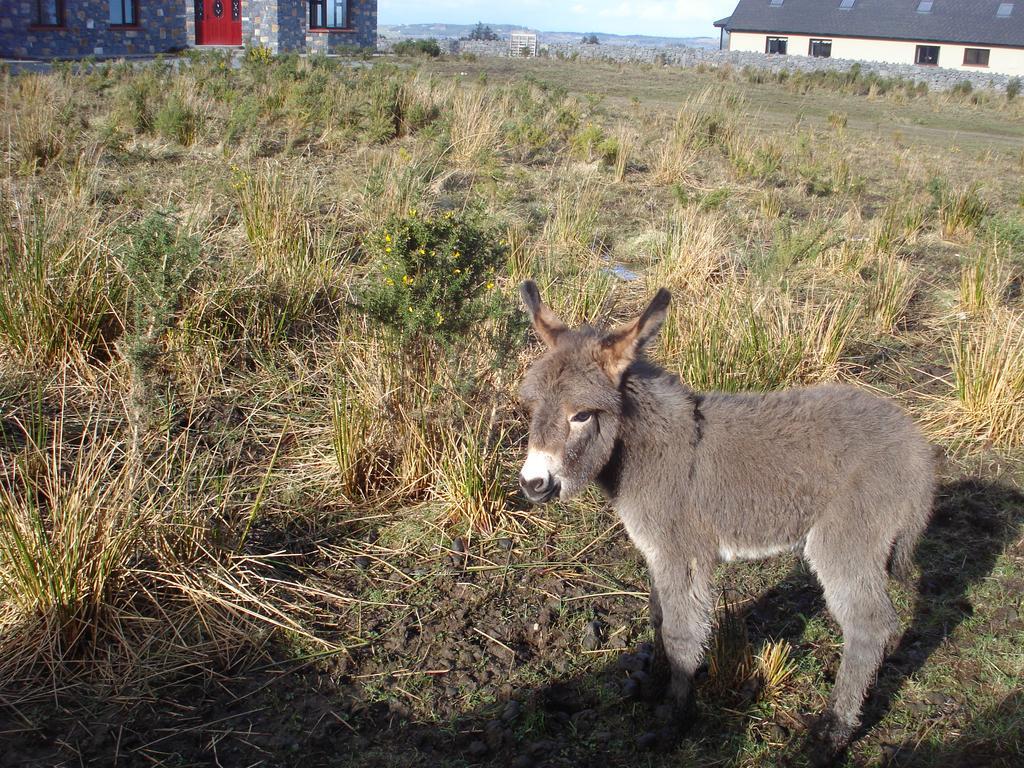 Tullaleagan Guesthouse Oughterard Esterno foto